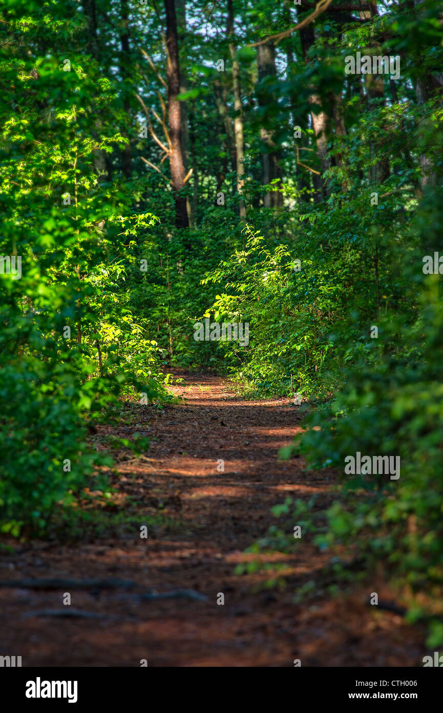 Hiking path, Prime Hook State Wildlife Management Area, Delaware Stock Photo