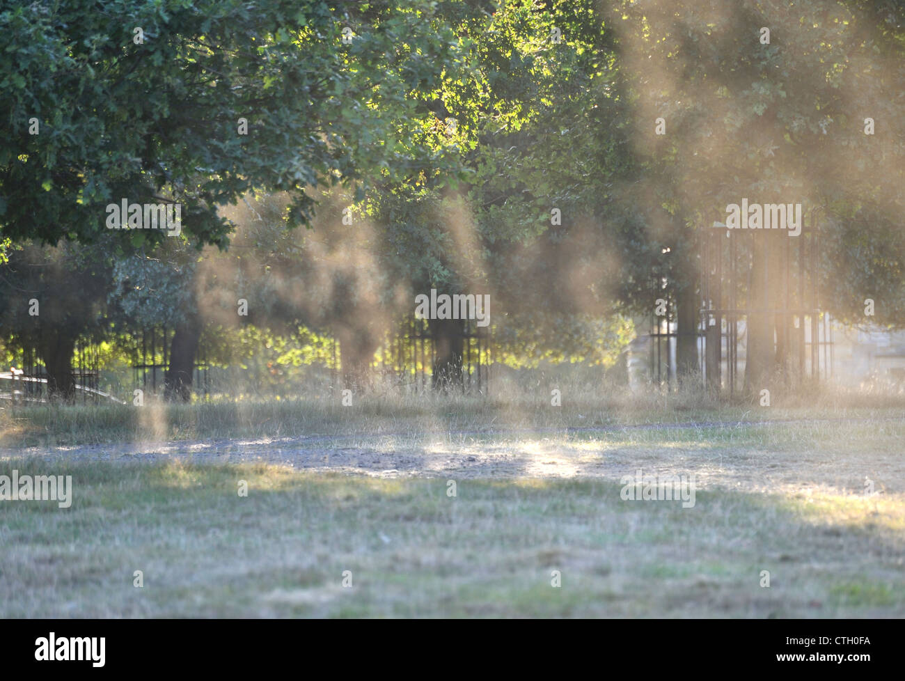 Dust hanging in the air highlighted by evening sun Stock Photo