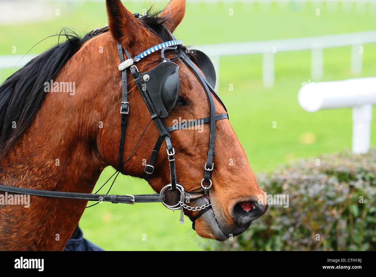 Horse Racing after the race,equestrian sport Stock Photo Alamy
