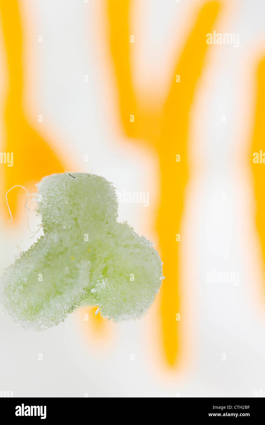 Macro Image of the pistil and Filaments loaded with Pollen of a lily. Stock Photo