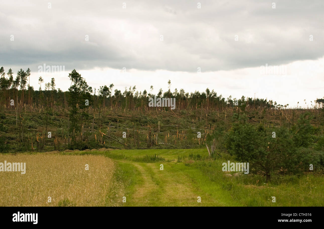 Tornado damage to trees hi-res stock photography and images - Alamy