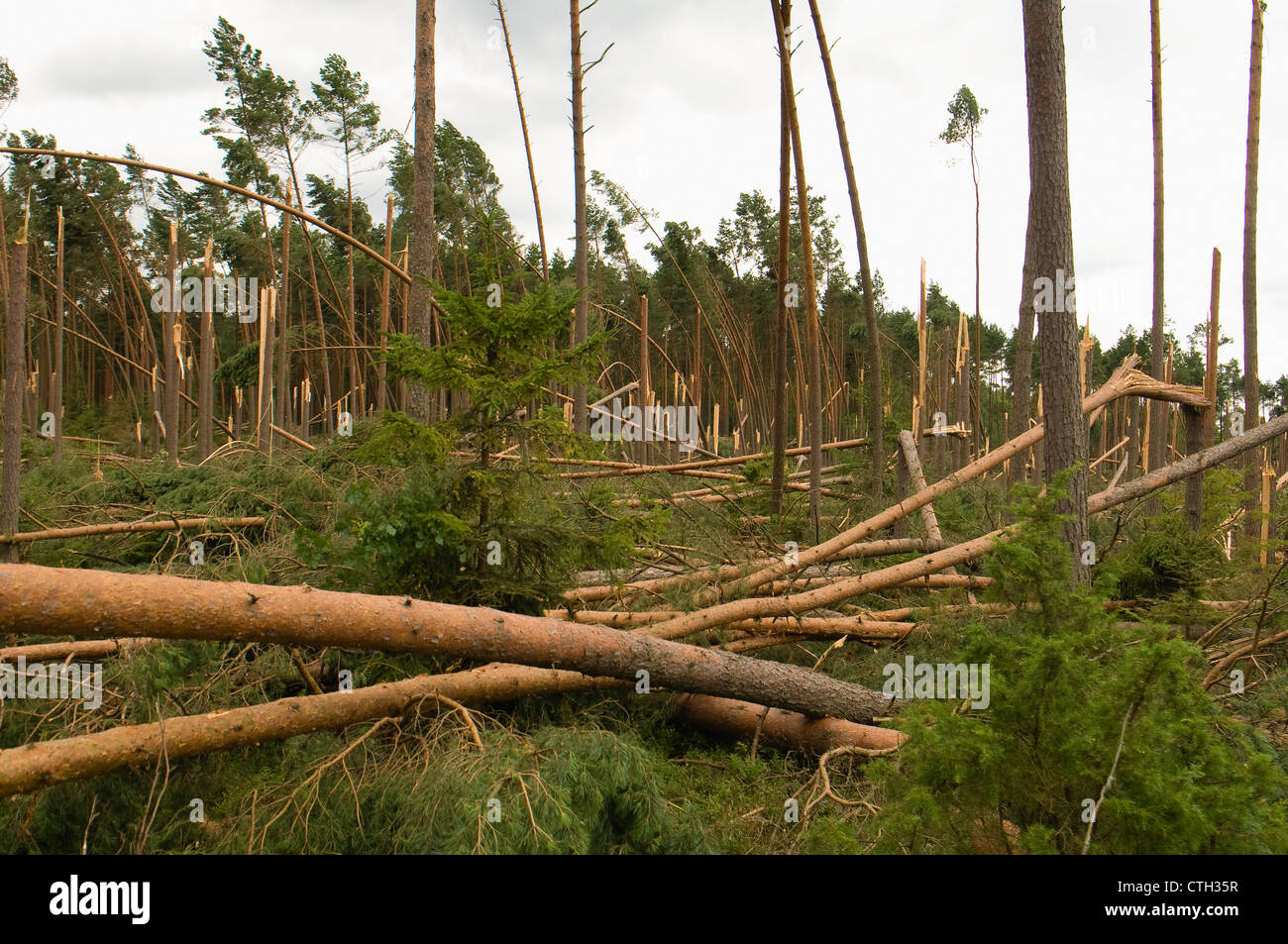 Tornado damage to trees hi-res stock photography and images - Alamy