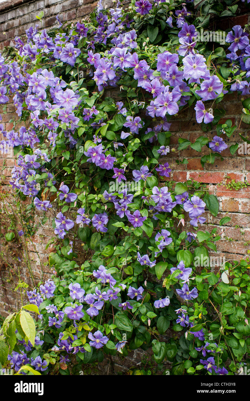 Clematis Perle D'Azur trained and climbing up a wall, flowering in September Stock Photo