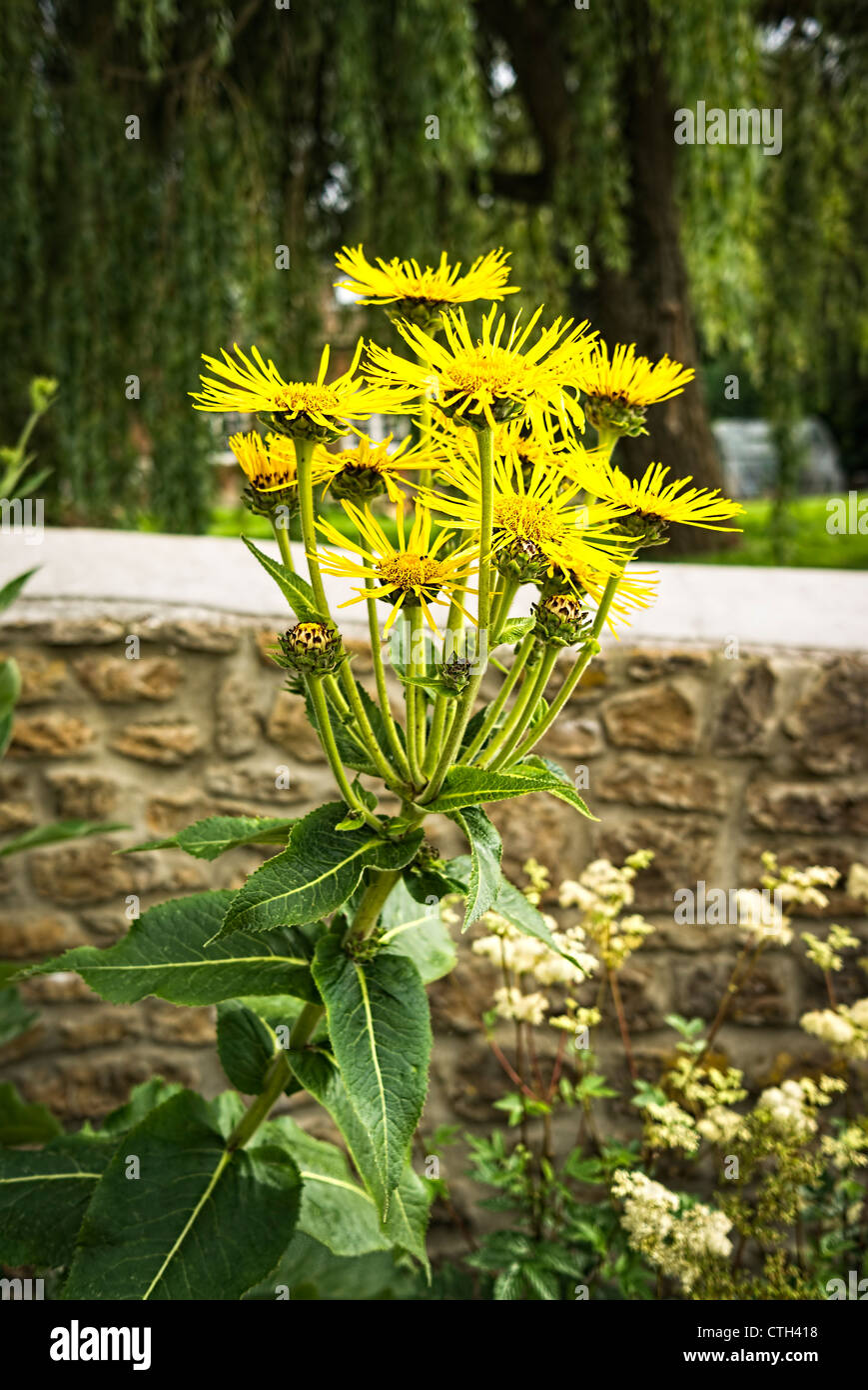 Elecampane herb in flower in July Stock Photo