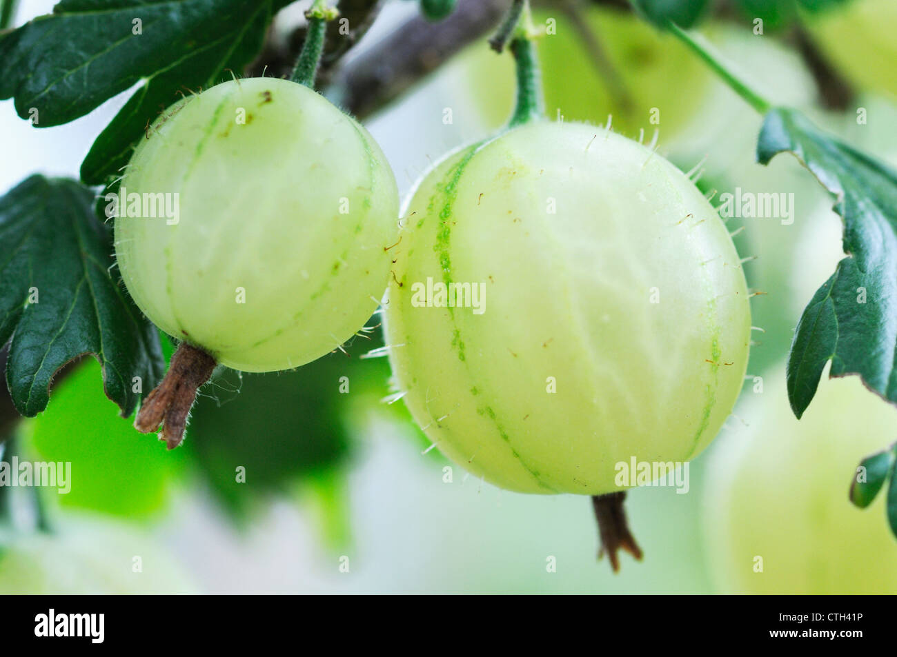 Ribes uva-crispa, Gooseberry Stock Photo