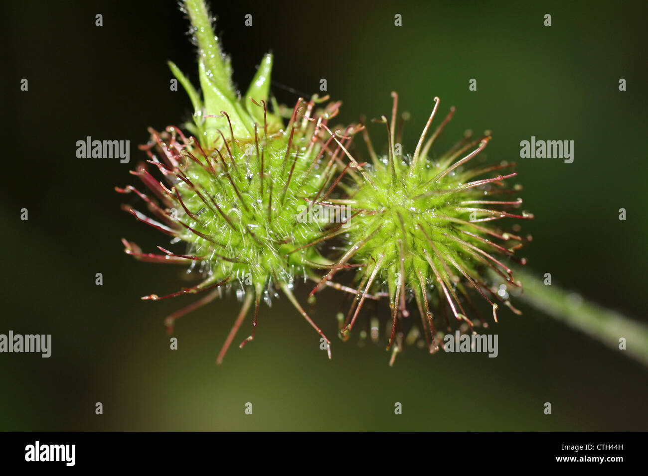 Herb Bennet Geum urbanum Seed Pods with Hooked Hairs Aiding Dispersal Stock Photo