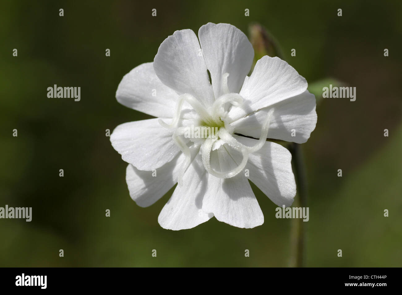 White Campion Silene alba Stock Photo