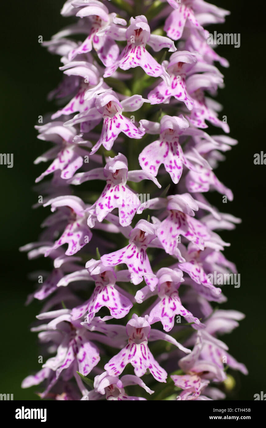 Common Spotted-orchid Dactylorhiza fuchsii Stock Photo