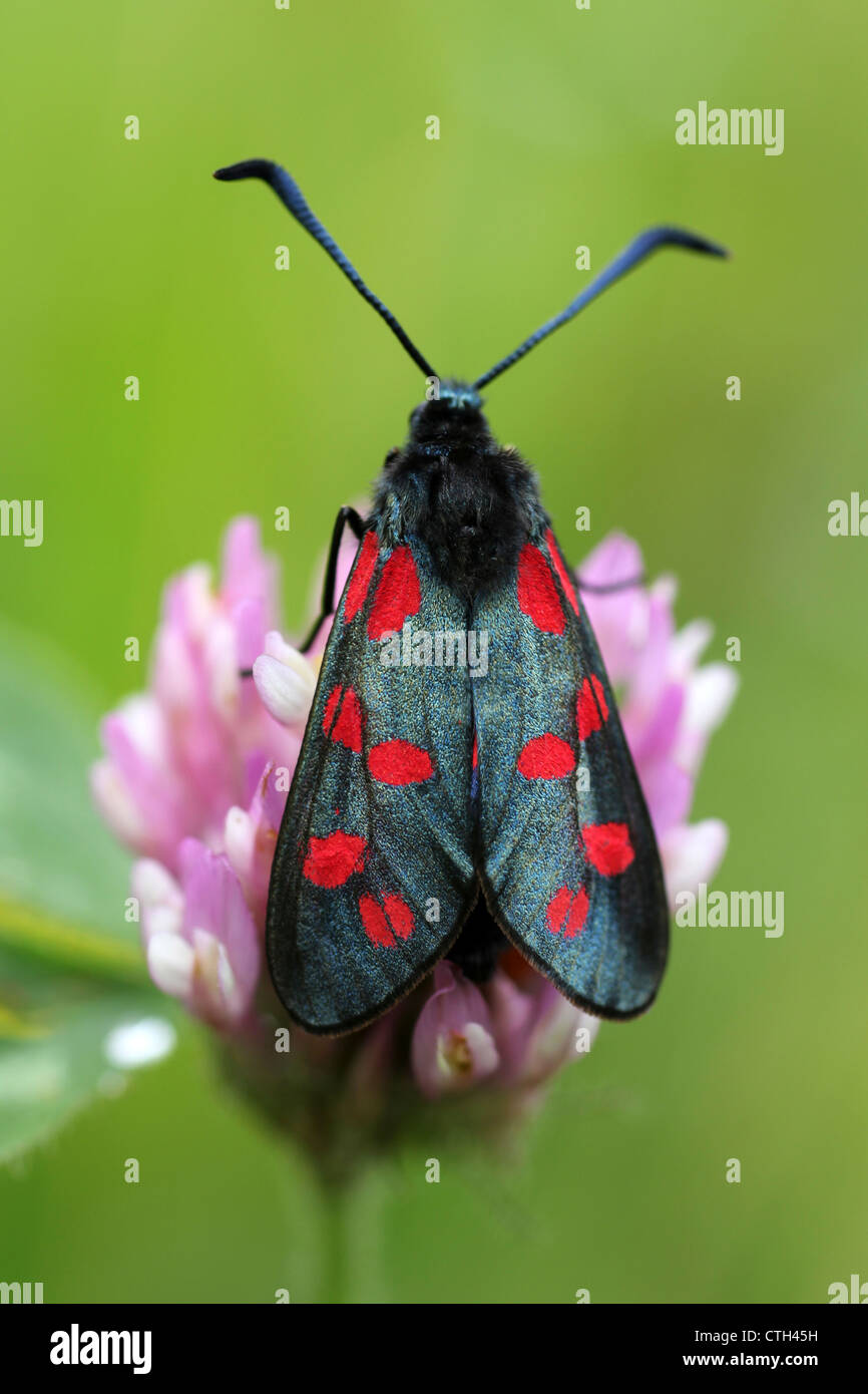 Six-spot Burnet Moth Zygaena filipendulae Stock Photo