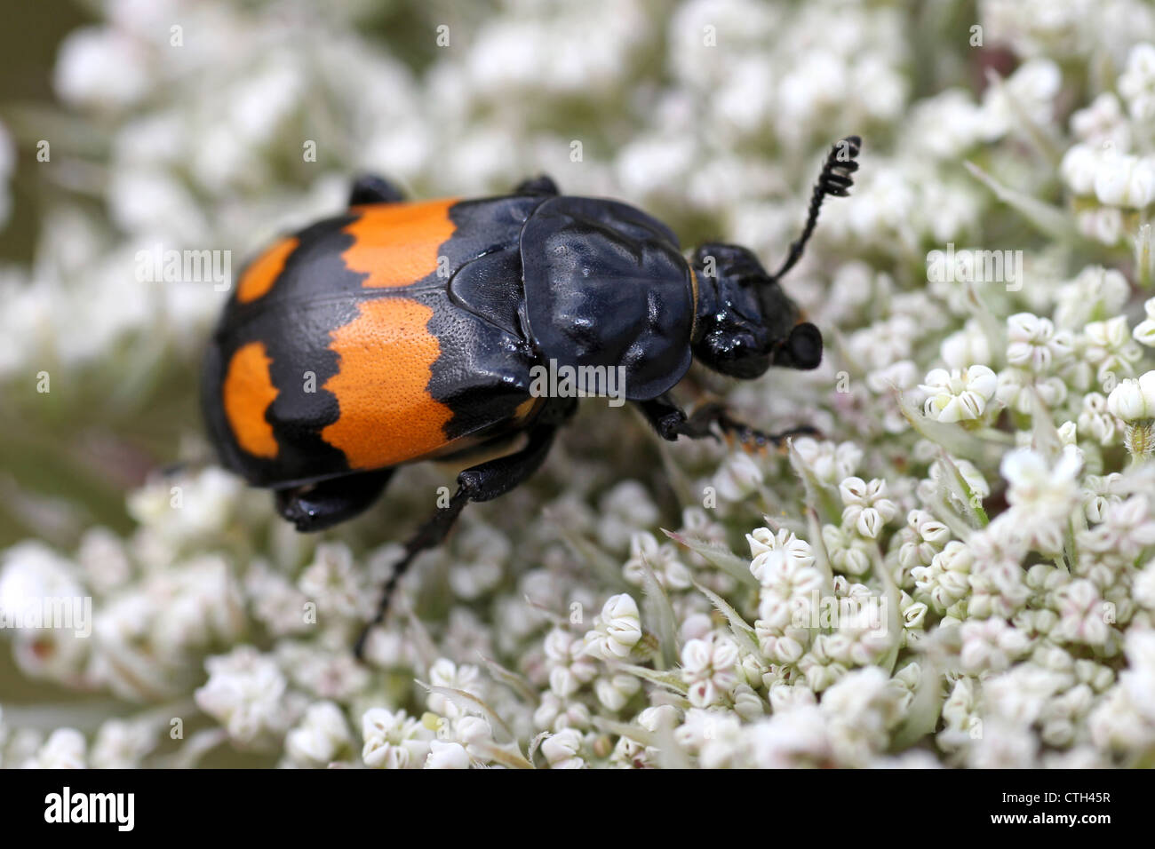 Sexton Beetle Nicrophorus vespilloides Stock Photo