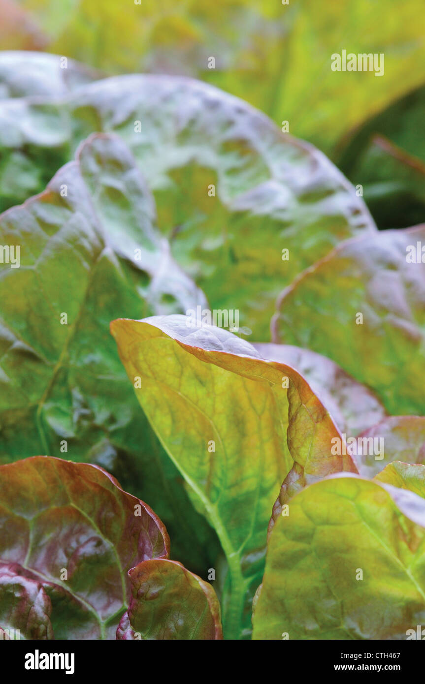 Graines De Laitue Bio 'Merveille Des 4 Saisons' - Environ 450 Graines, Lactuca Sativa, Pour Potager