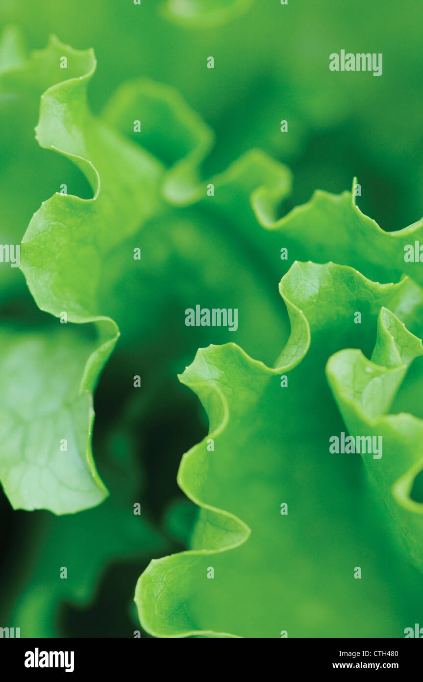 Lactuca sativa 'Lakeland', Lettuce Stock Photo