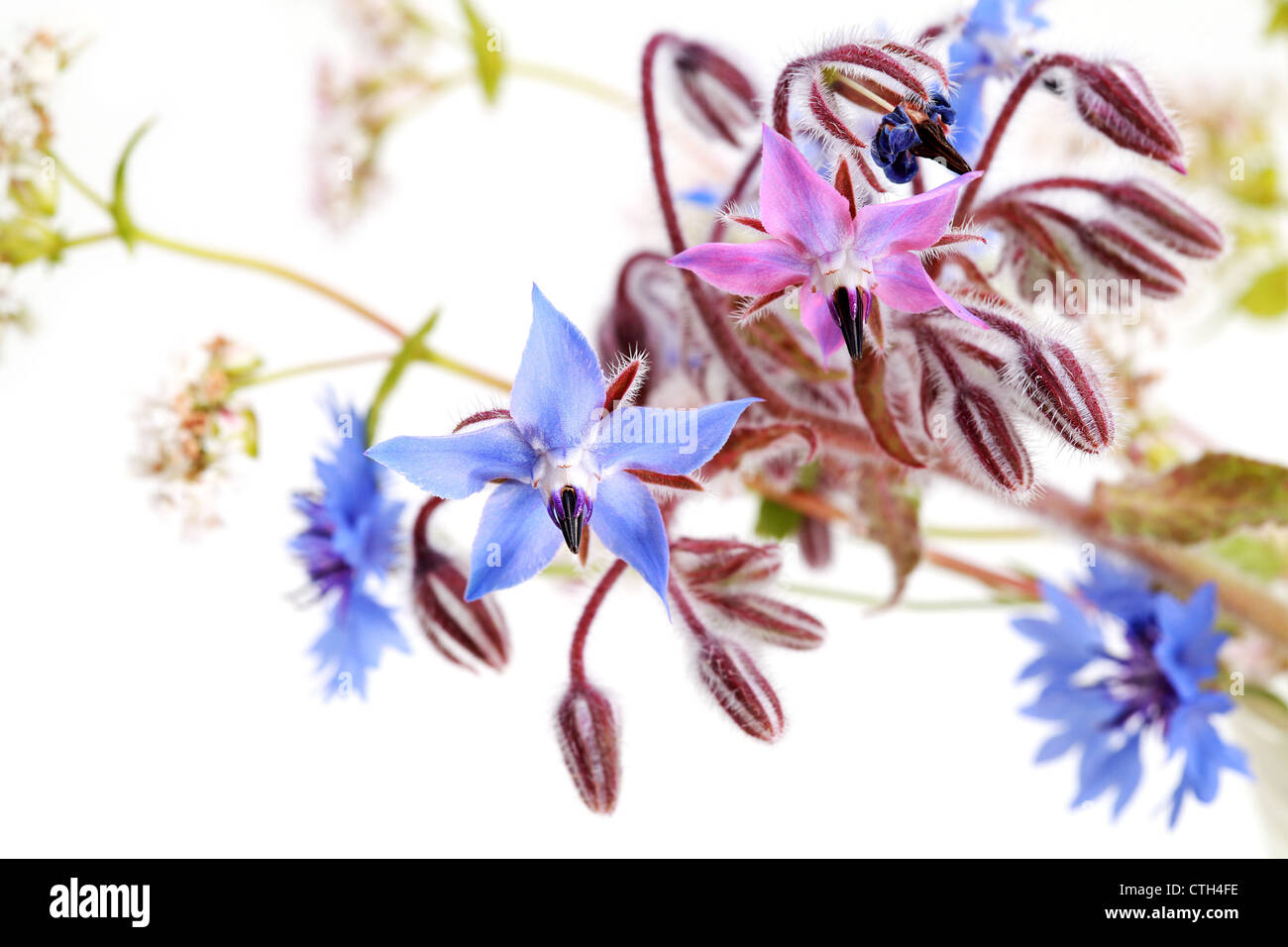 wild blue summer flowers on white background Stock Photo - Alamy