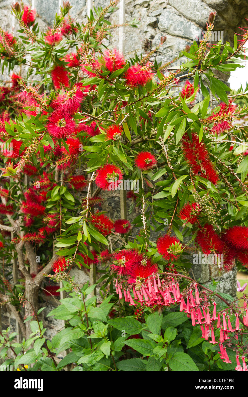 Callistemon or Bottle Brush growing with phygelius (Cape Fuchsia) in June Stock Photo