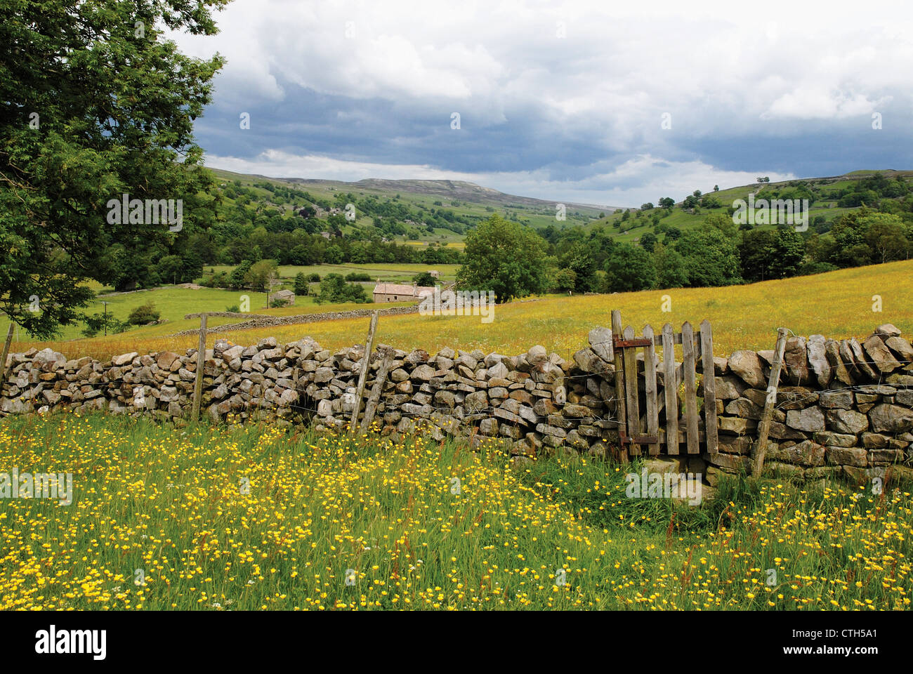 Ranunculus acris, Meadow Buttercup, fields of yellow flowers and a dry stone wall in North Yorkshire landscape. Stock Photo