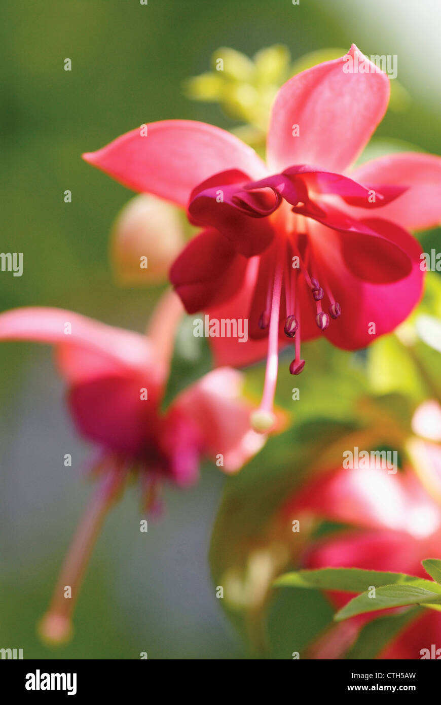Ranunculus acris, Buttercup Stock Photo