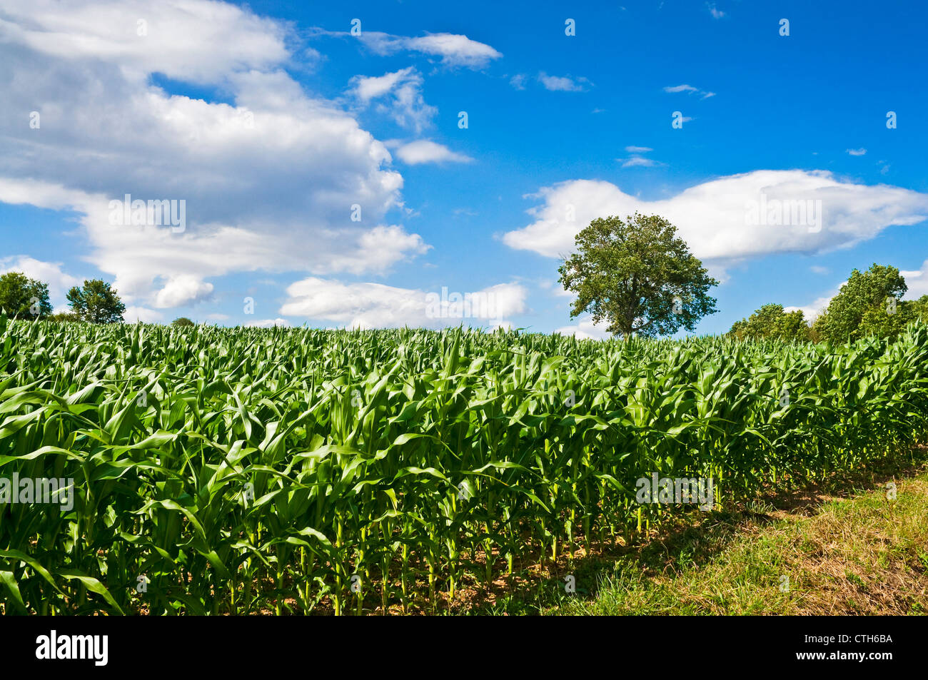 Mid-summer farmed landscape with Maize / Sweet Corn - France. Stock Photo