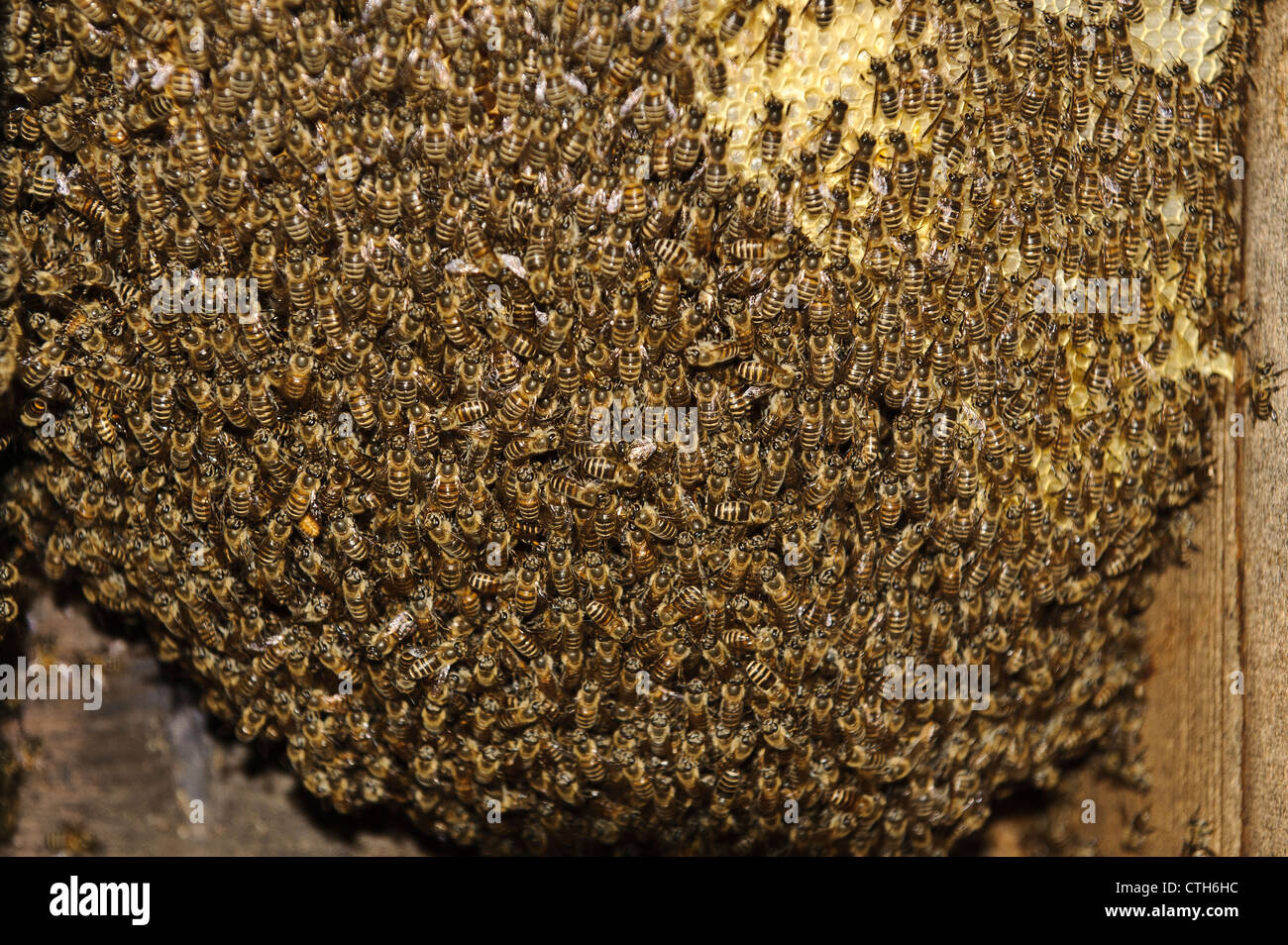 The inside of a hive at the farm of beekeeper Masahiro Tominaga, Inadani, Nagano Prefecture, Japan Stock Photo