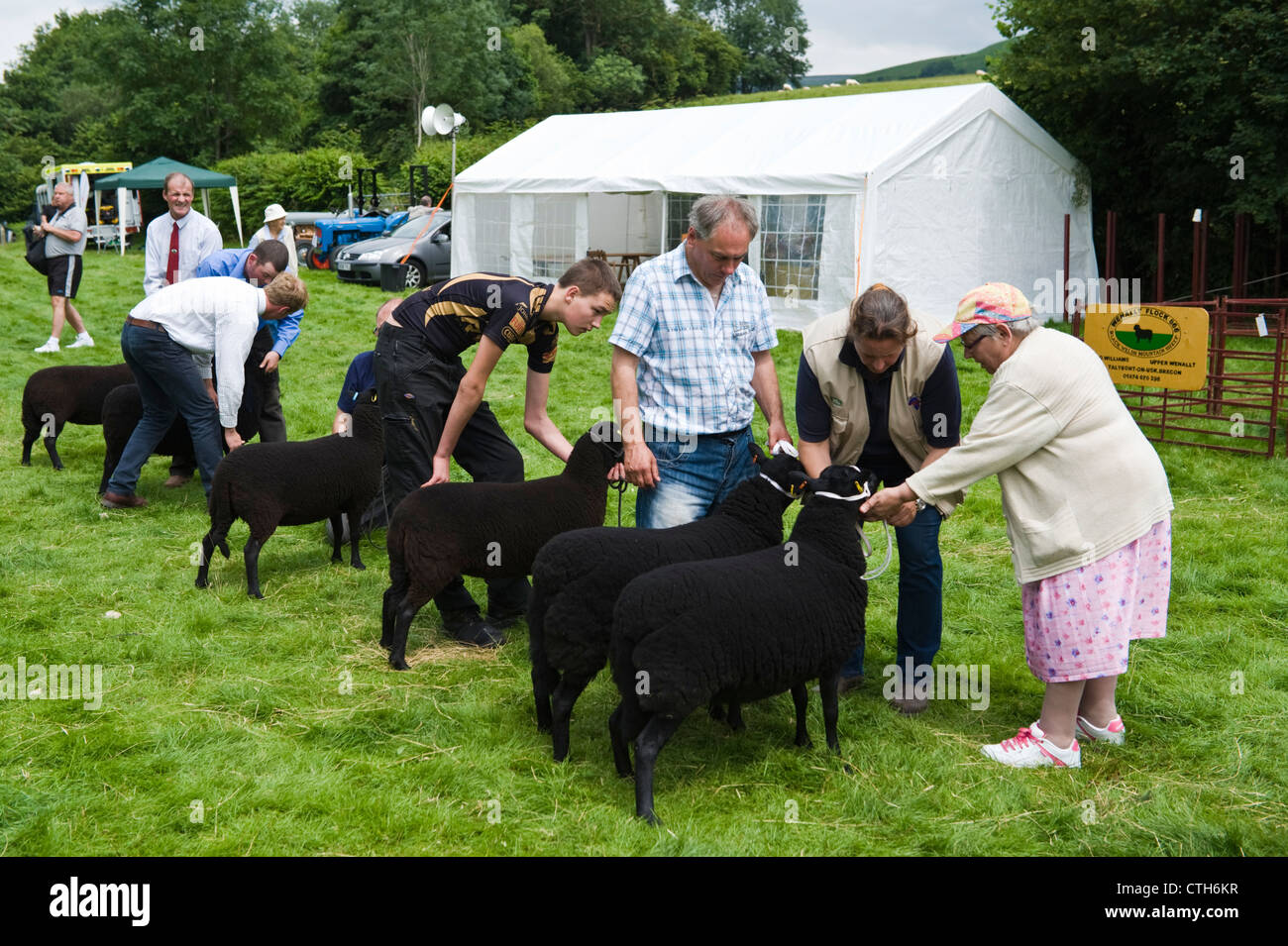 Black Welsh Mountain sheep being judged at small rural country show on farm at Cwmdu Powys Wales UK Stock Photo