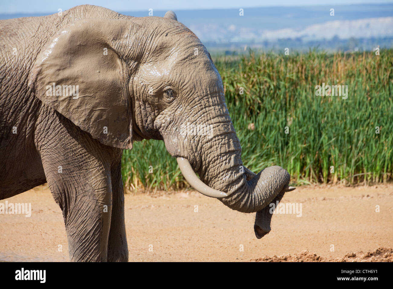 african elephants in a national park in Southafrica Stock Photo