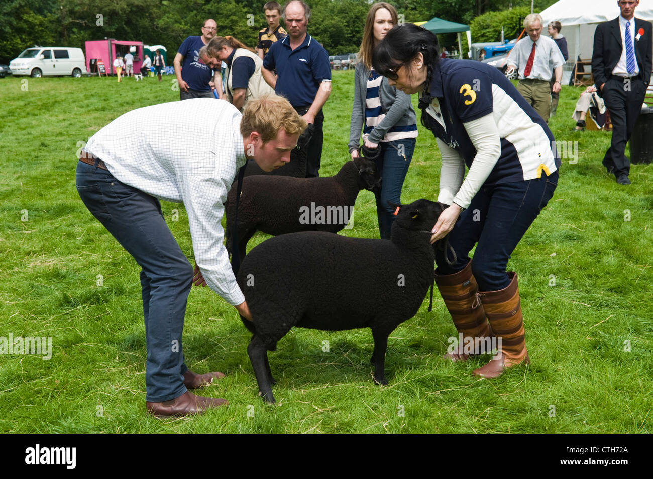 Black Welsh Mountain sheep being judged at small rural country show on farm at Cwmdu Powys Wales UK Stock Photo