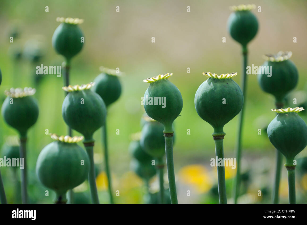 Papaver somniferum, Poppy, Opium poppy Stock Photo - Alamy