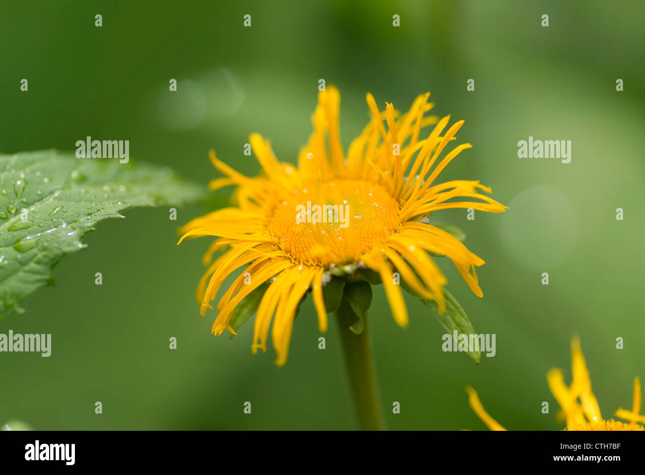 Waterdrops on the flower of a yellow aster Stock Photo