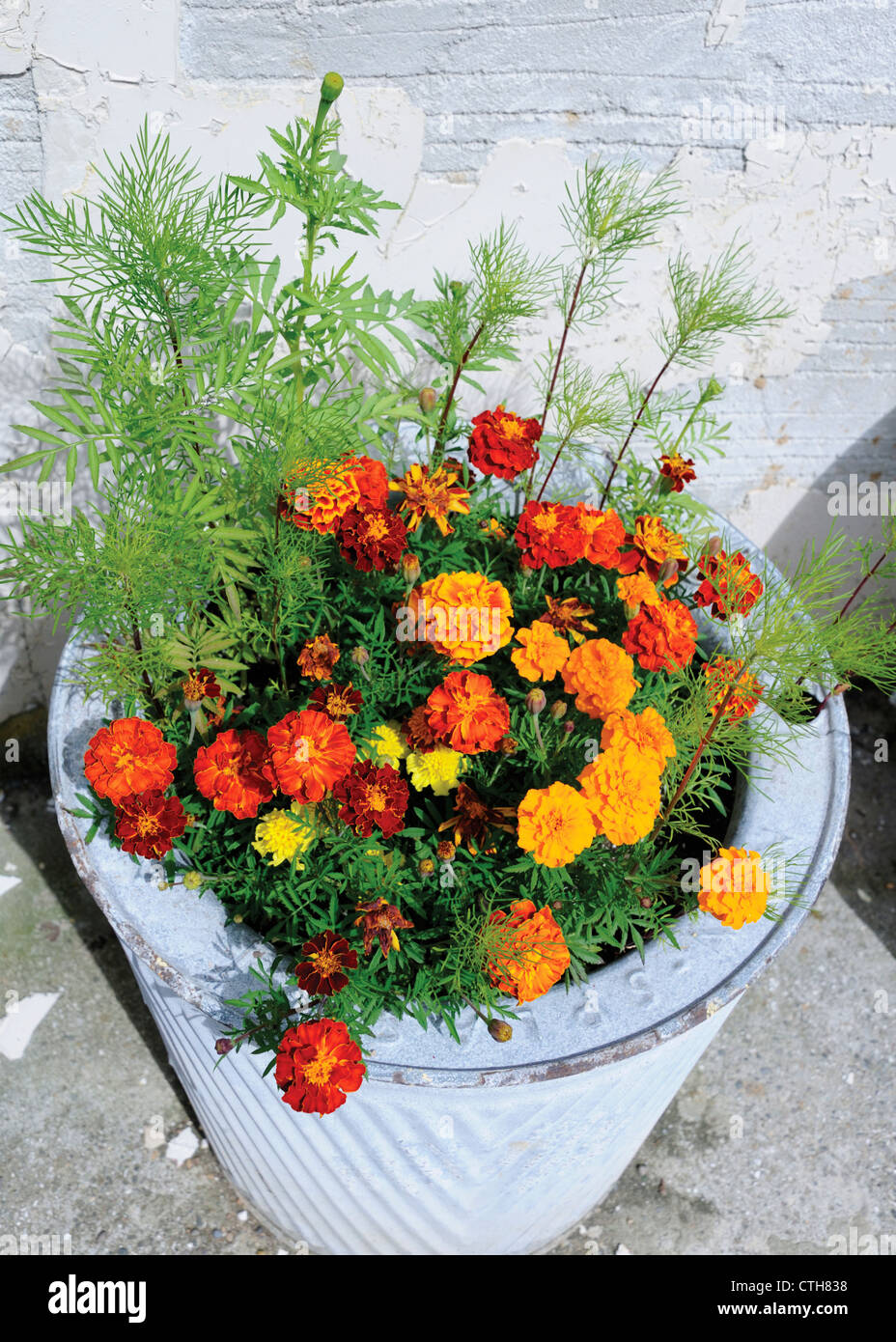 Tagetes, Marigold, French marigold Stock Photo