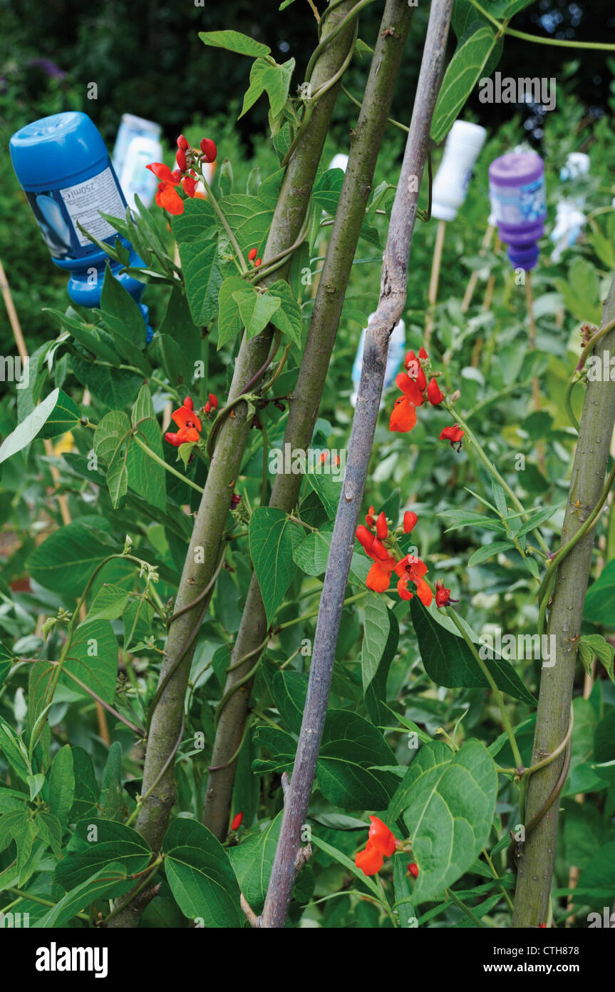 Phaseolus coccineus, Runner bean Stock Photo