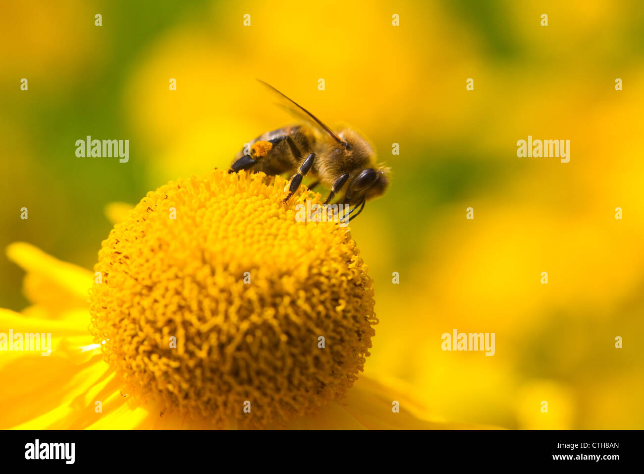 Honey bee (Apis mellifera) collecting nectar on yellow flower, probably corn marigold (Crysanthemum segetum), London, UK, summer Stock Photo