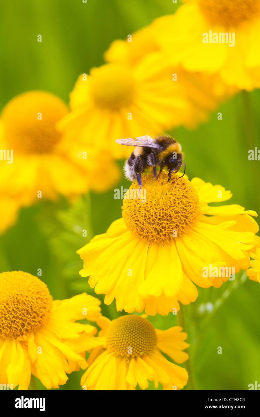Bumble bee (Bombus terrestris) collecting nectar on flower, probably corn marigold (Crysanthemum segetum), London, UK, summer Stock Photo