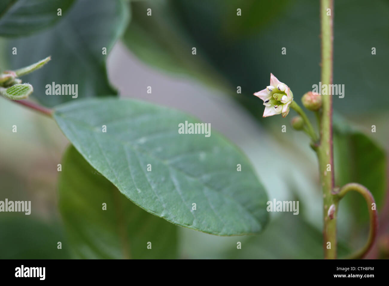 Alder Buckthorn; Frangula alnus; in flower; UK Stock Photo