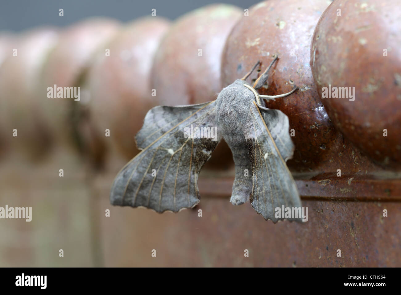 Poplar Hawkmoth; Laothoe populi; flash sequence; flash exposure compensation -2; UK Stock Photo