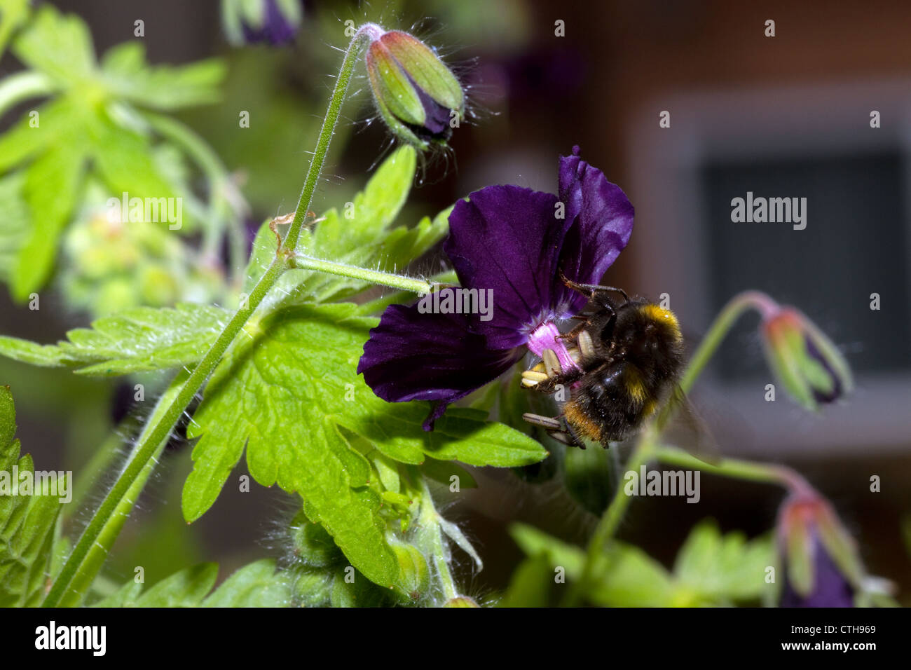 Bee on Geranium phaeum 'Raven' Stock Photo