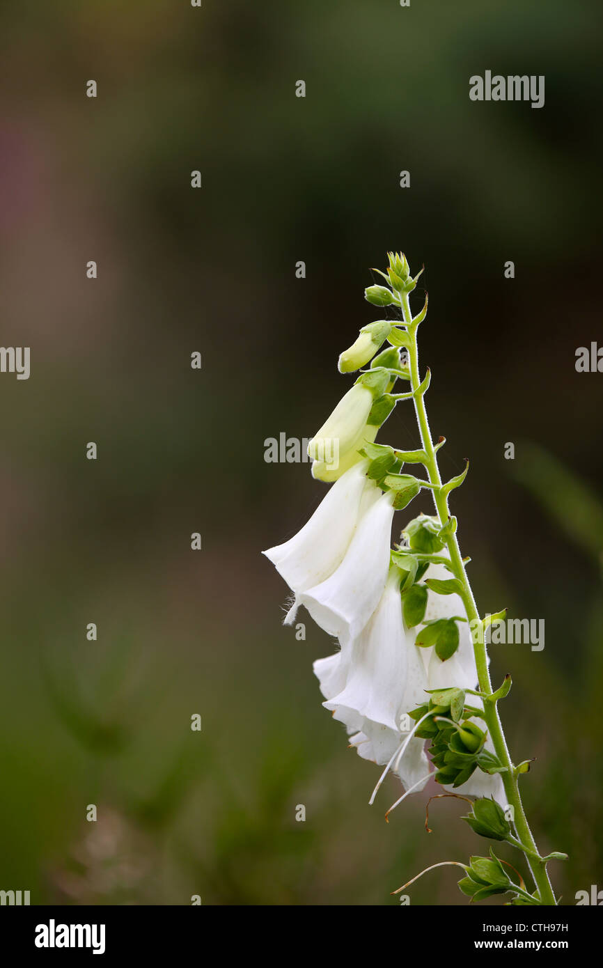 Foxglove; Digitalis purpurea; white; Cornwall; UK Stock Photo
