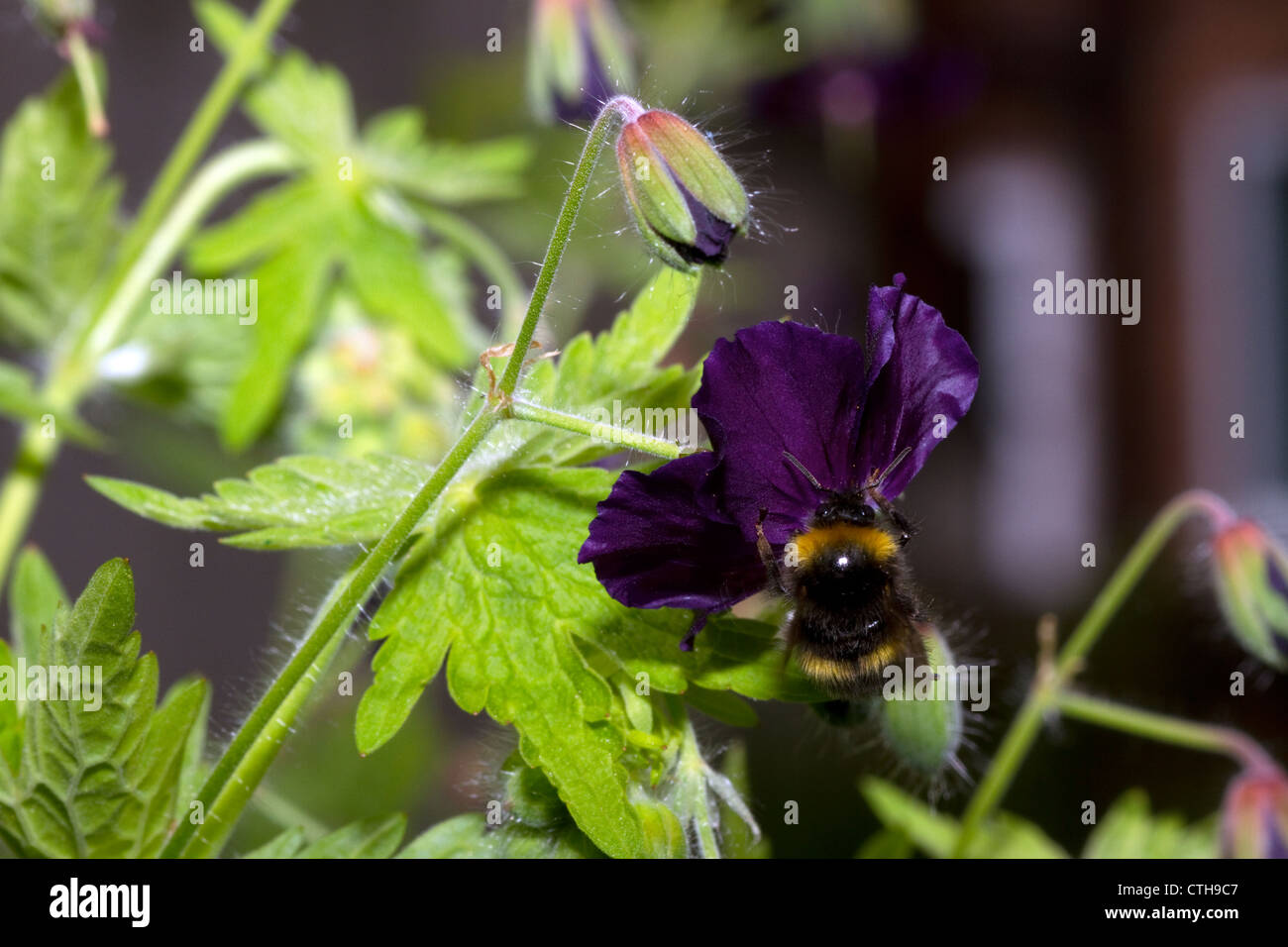 Bee on Geranium phaeum 'Raven' Stock Photo