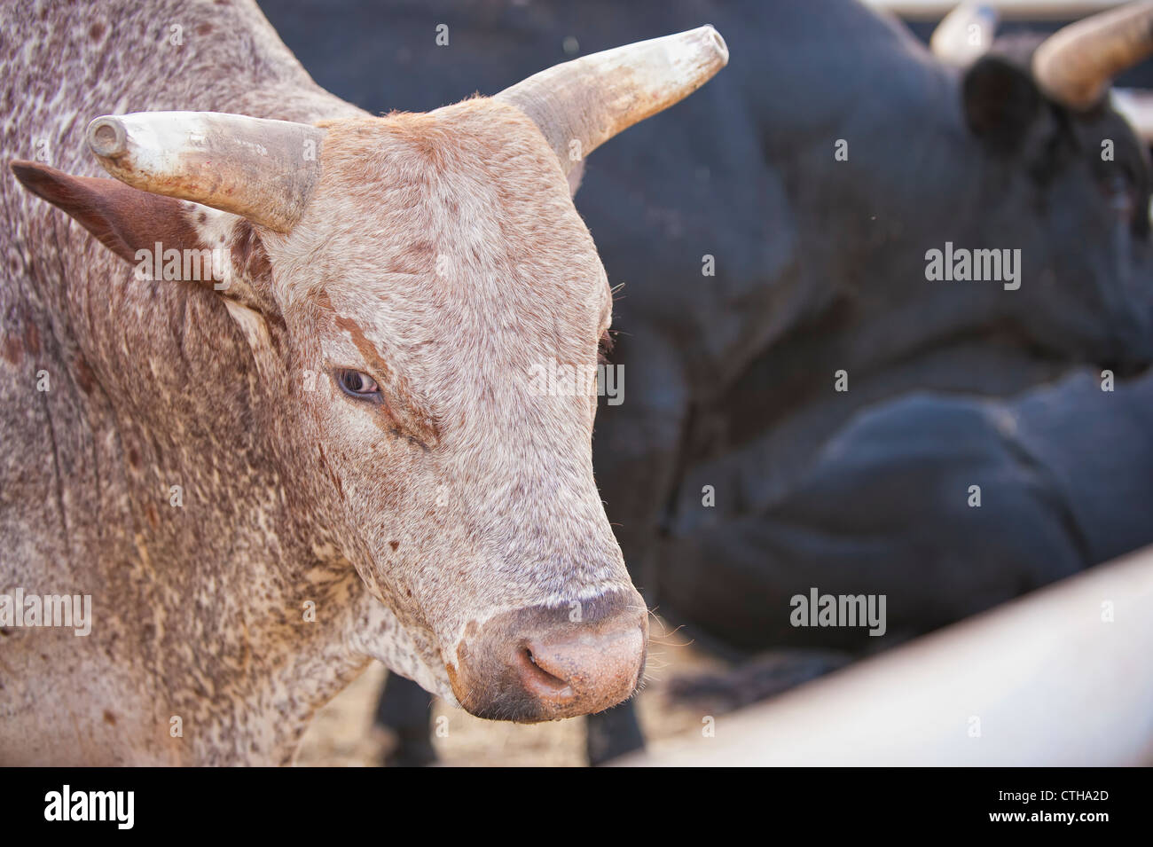 Cattle bulls Stock Photo