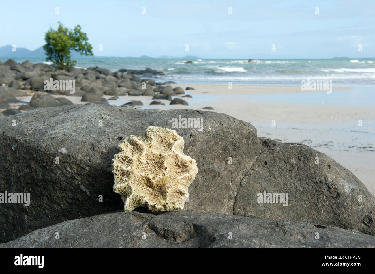 Pieces of coral found at Mission Beach on the Cassowary Coast of Far North Queensland,. Stock Photo
