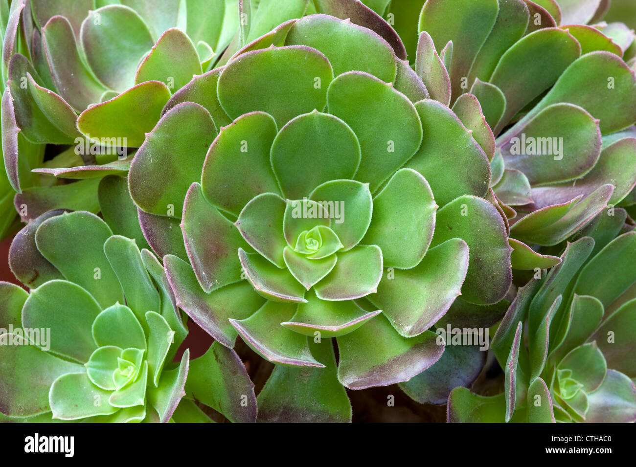 aeonium succulent plant Stock Photo