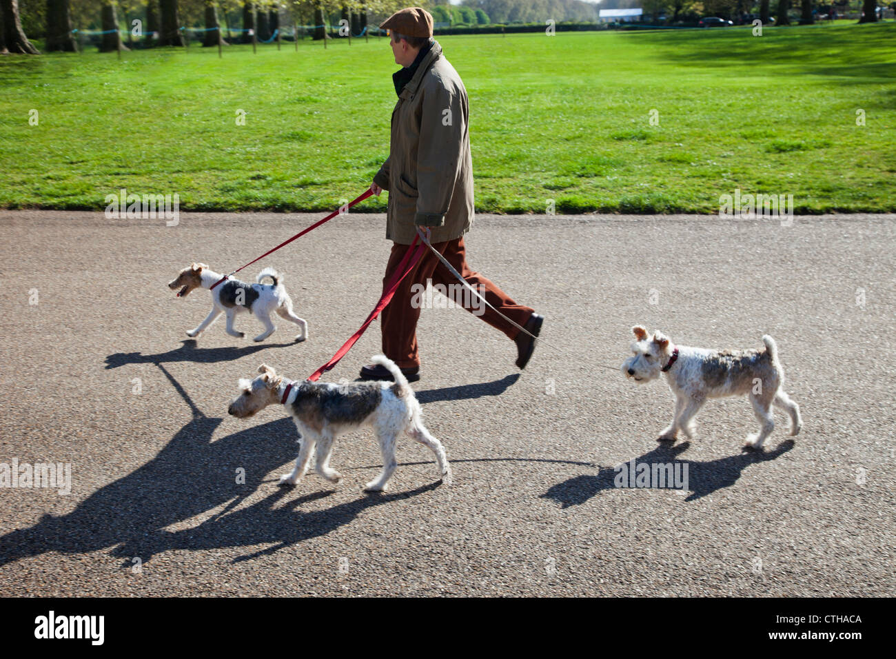 England, London, Kensington, Kensington Gardens, Man Walking Dogs Stock