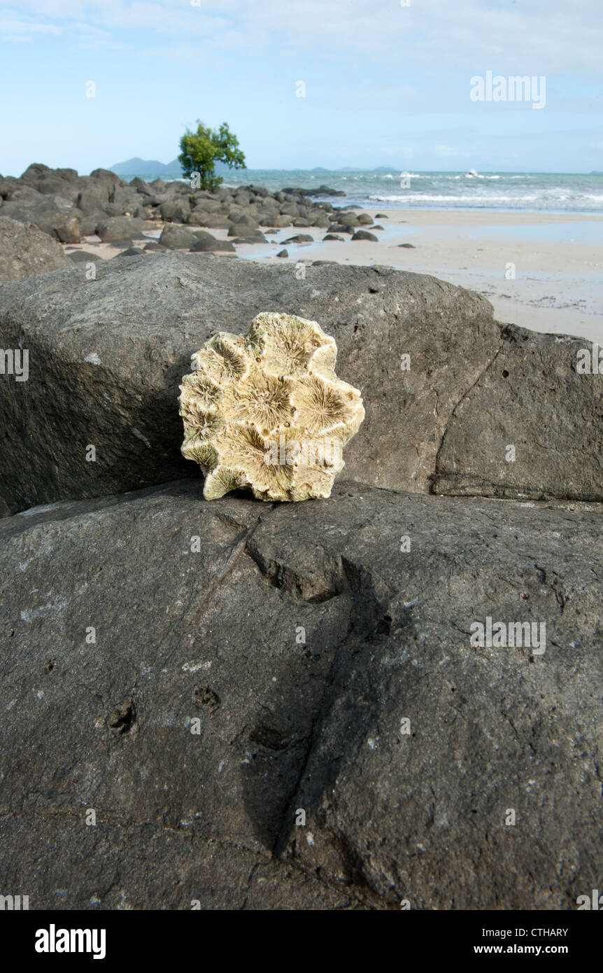 Pieces of coral found at Mission Beach on the Cassowary Coast of Far North Queensland,. Stock Photo