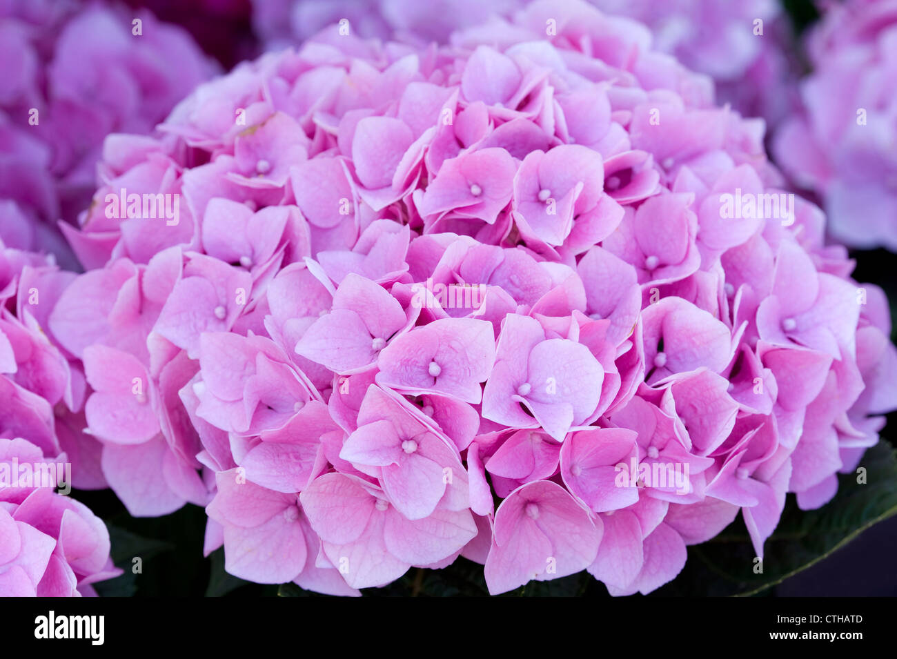 pink hydrangea Stock Photo