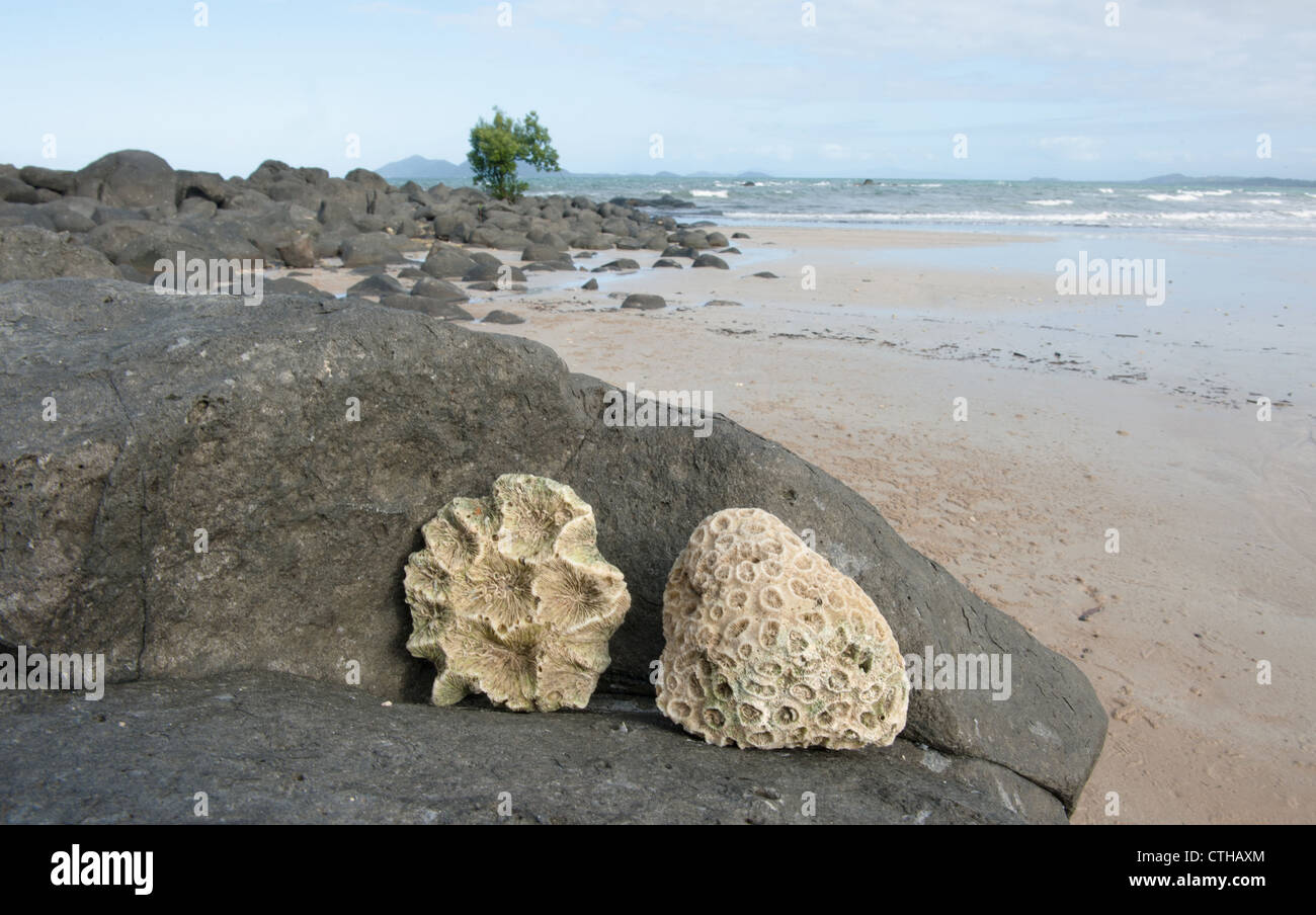 Pieces of coral found at Mission Beach on the Cassowary Coast of Far North Queensland,. Stock Photo