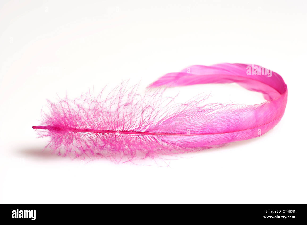 pink feather on a white background Stock Photo