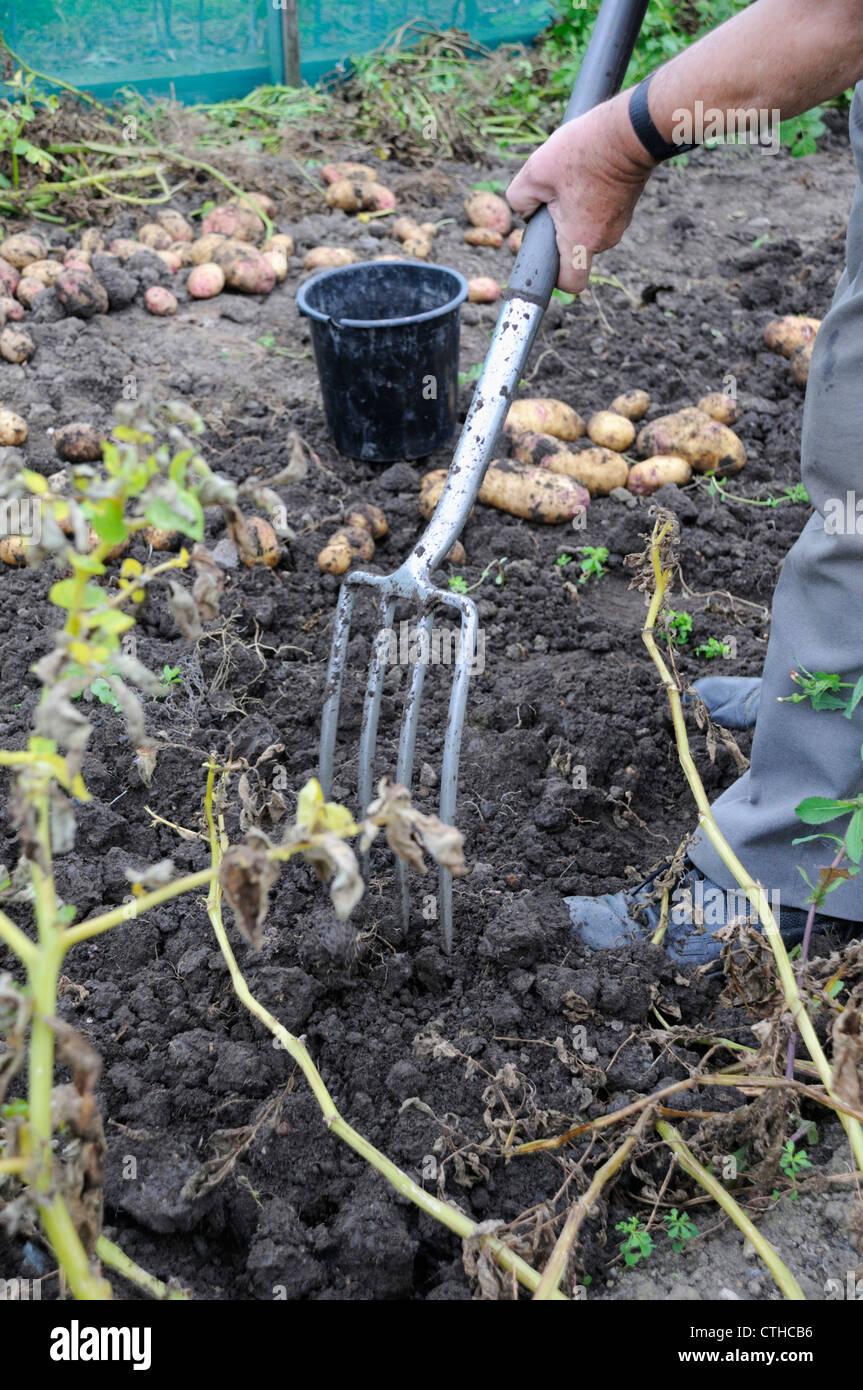 Solanum tuberosum, Potato Stock Photo