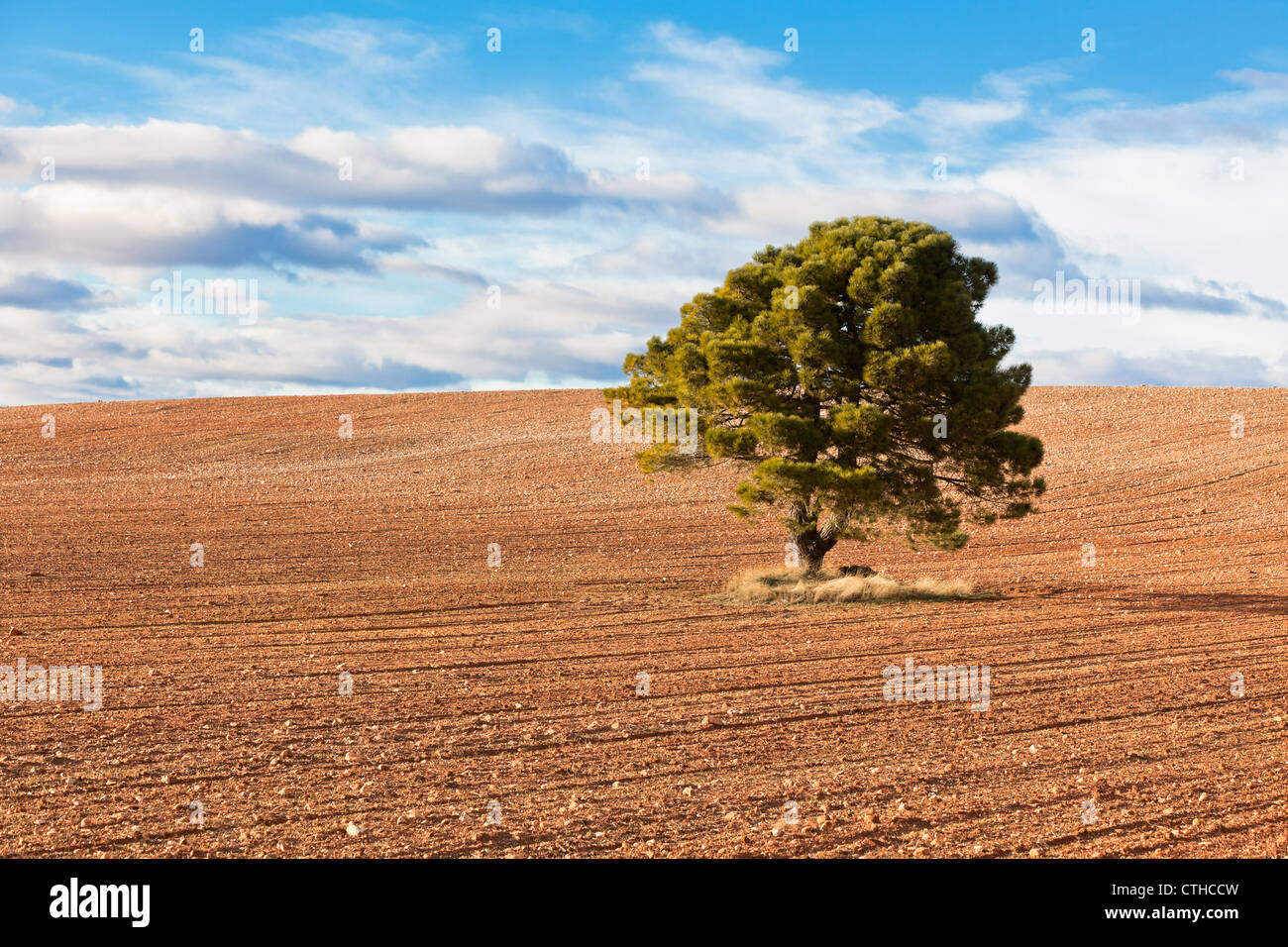 Lonely tree against blue sky with clouds and cultivated field Stock ...