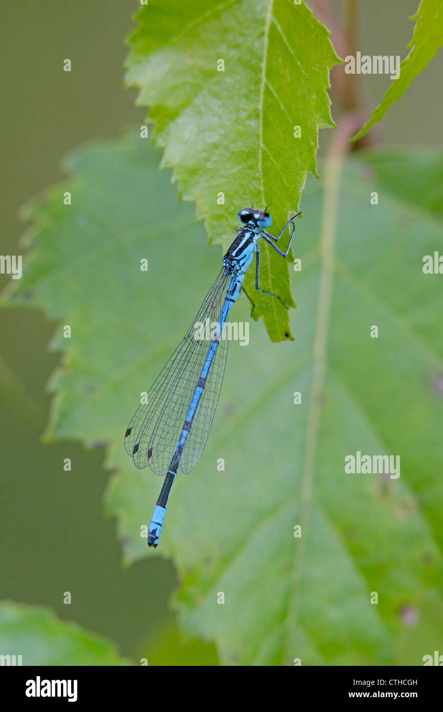 Azure Damselfly perched on leaf Stock Photo - Alamy