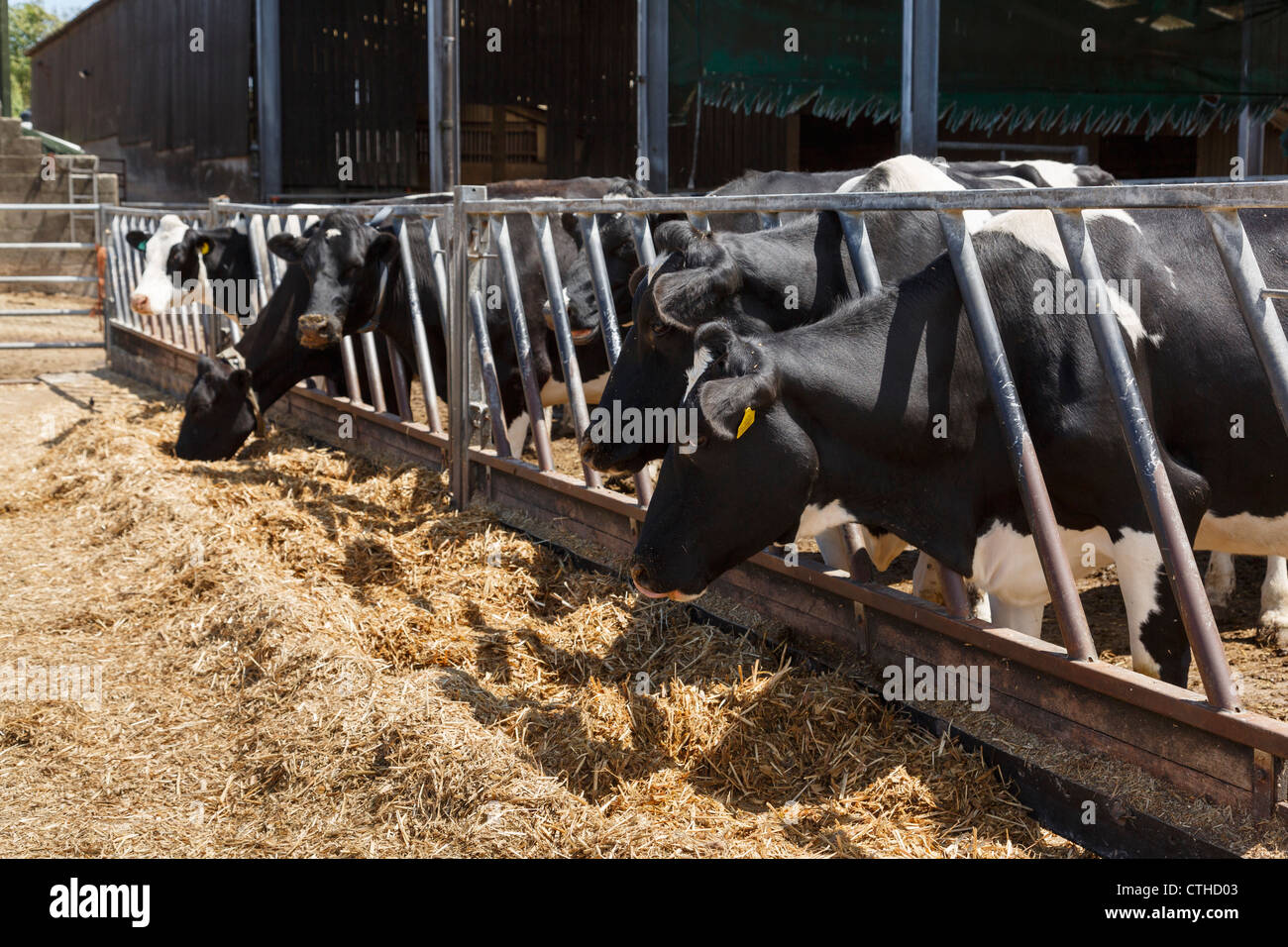 Farming scene of herd of black and white Friesian dairy cows feeding on hay through bars in a cowshed on a farm farmyard in Dorset England UK Britain Stock Photo