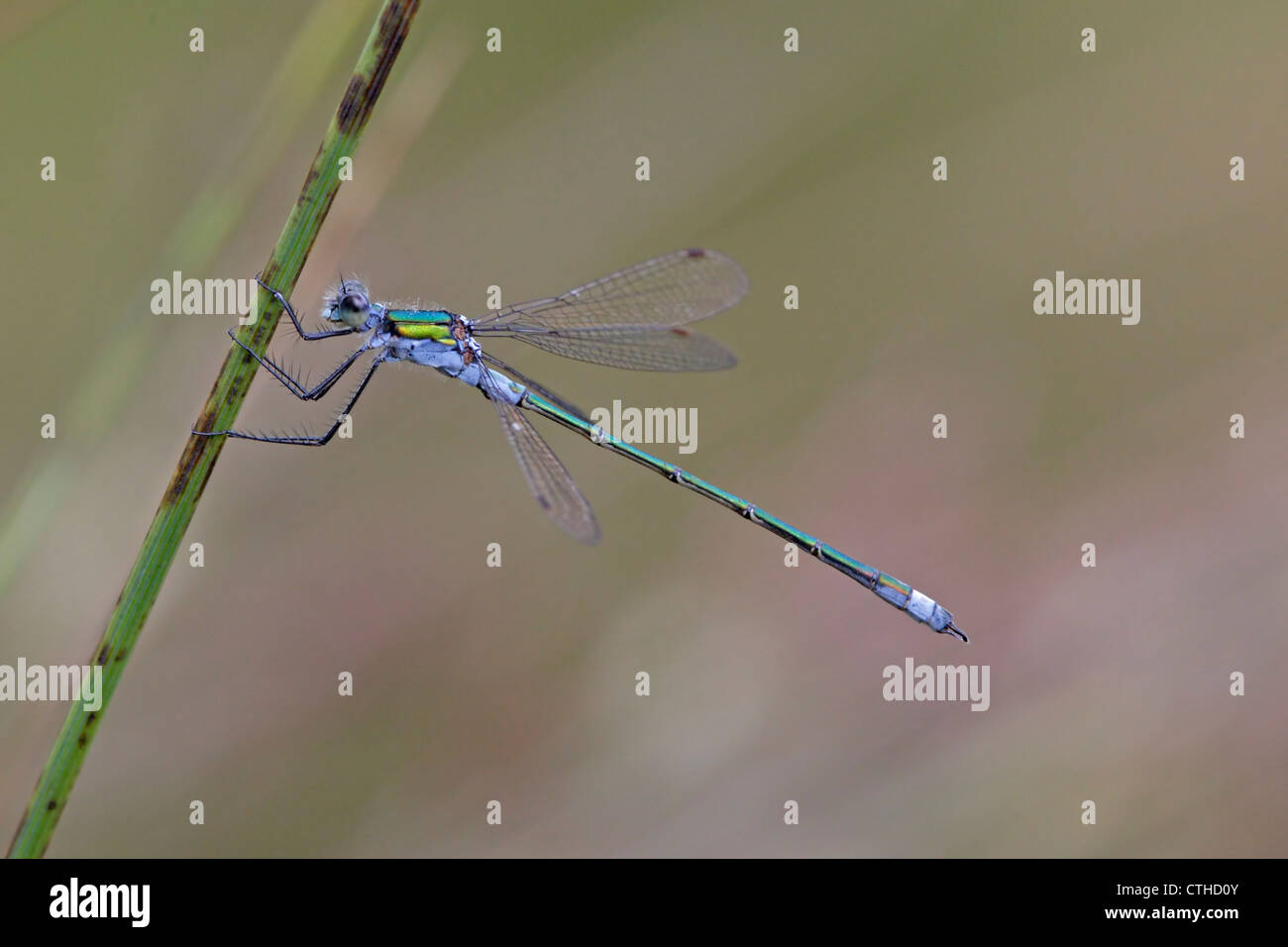 Emerald damselfly lestes male hi-res stock photography and images - Alamy