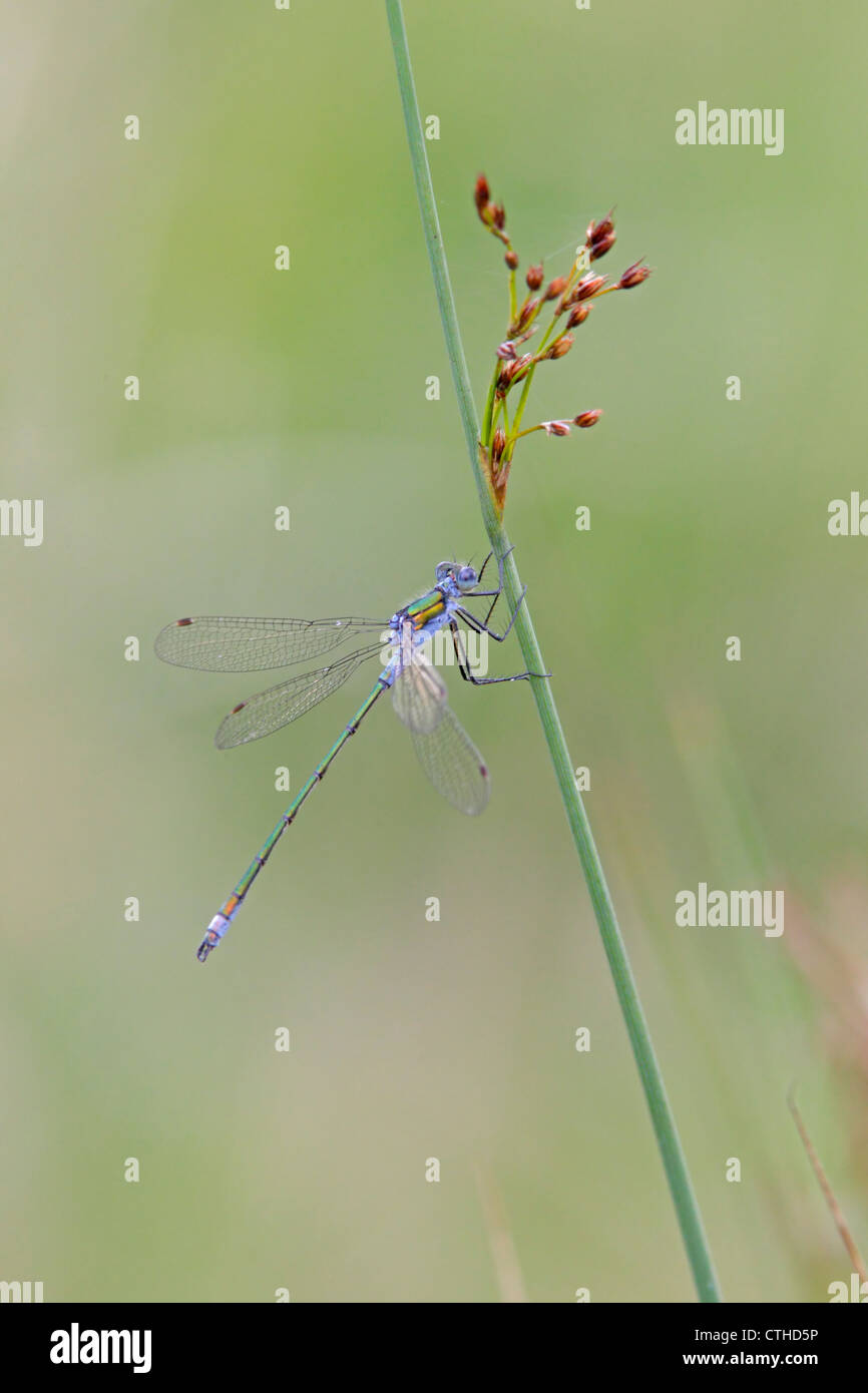 Male Emerald Damselfly Lestes sponsa Stock Photo - Alamy